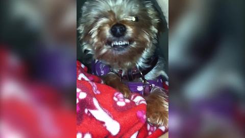 "Yorkshire Terrier Dog Learns How to Smile: Say “Cheese!”"