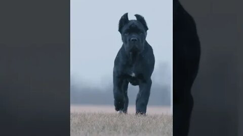 Puppies Grow Up So Fast Cane Corso Growth #shorts #funnydogs #dog
