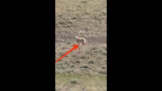 Hunting Coyotes #shorts #dogs #animals #hunter #094