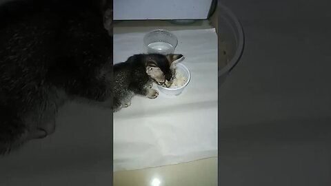 Simba kitty cat having lunch. #cat #cateating