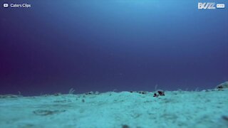Ålar som dansar på havsbottnen i Maldiverna