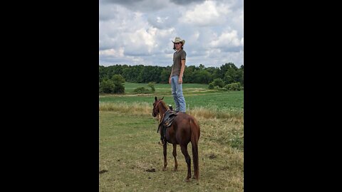 Bella the Chestnut Mare - Sale Video posted 21 Aug 2022