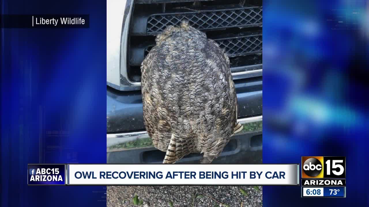 Owl recovering after being hit by car in Phoenix