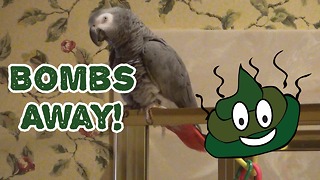 Parrot says 'Bombs Away' for hysterical reason