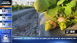 Wish Farms grows 'white strawberries' in Manatee County