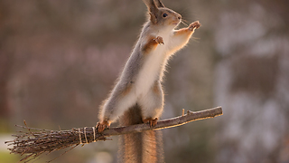 red squirrels on a broom