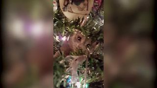 "Cat Climbs Christmas Tree and Hides In It"
