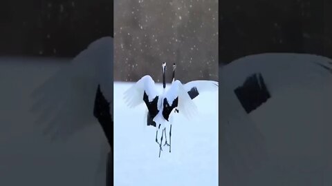 Dancing Snow Birds