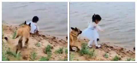 Dogs save girl falling in to water like a hero / viral video