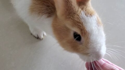 Rabbit eating delicious snacks