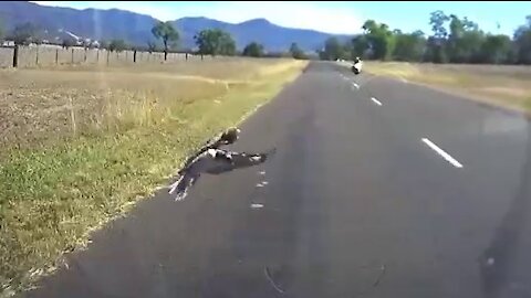 Poor Kookaburra launched into space before crashing down