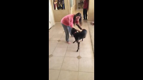 Dog ecstatic to be reunited with owner