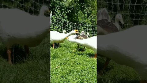 #noisy #geese #goose #farmanimals #homesteading #homesteadlife #farm #farmlife #cuteanimals