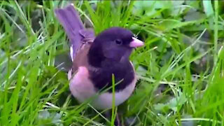 IECV NV #04 - 👀Dark Eyed Junco's 12-12-2013