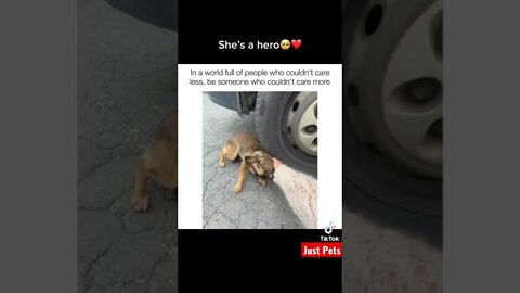 Stray dog 🐕 she is a hero #shorts #tiktok #cute #funnyvideos #dog #animalreaction