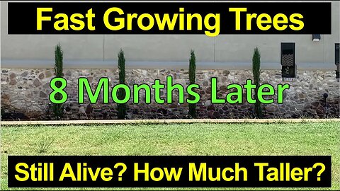 🌲Fast Growing Tree Update • 8 Months Later • See the Changes! Italian Cypress Trees