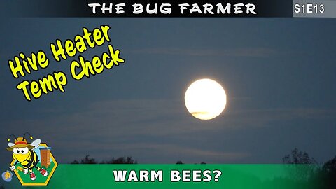 Quick Hive Temperature Check -- Is the beehive heater working and do the bees like the warm temp?