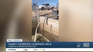 Dairy farmers dumping thousands of gallons of milk daily