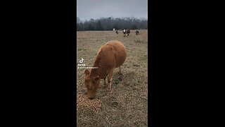 Happy cows and calves.