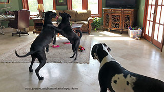 Great Danes have friends over for doggy dance party