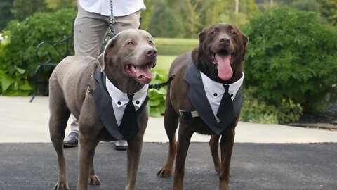 Dogs Dressed Up in Tuxedos Walk the Wedding Aisle