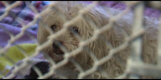 Nevada SPCA hosting 'Paws For Presidents' fee-waived adoptions