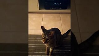Funny scared cats caught on camera #shorts New 2022