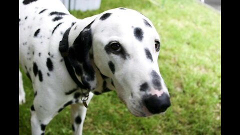 My Dalmatian dog and other friend Dogs, doing outside research