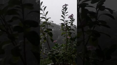 wow wonderful natural amazing nature rain #viralvideo #natural