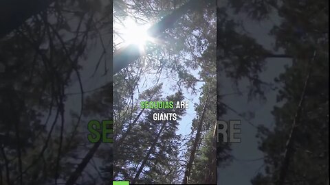 Ancient Giants: Exploring Sequoia Trees and Their Ecosystem part 1 #education #nature #world