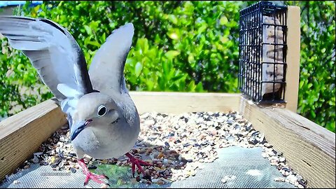 Dove Looking @ Cam 4K