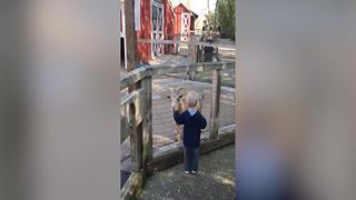 Funny Goat Scares Little Boy