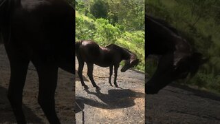 A little visit with our first rescue horse, Cleo