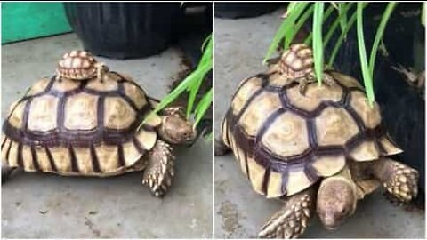 Bebissköldpadda rider på en vuxen sköldpadda