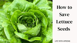 How to save lettuce seeds