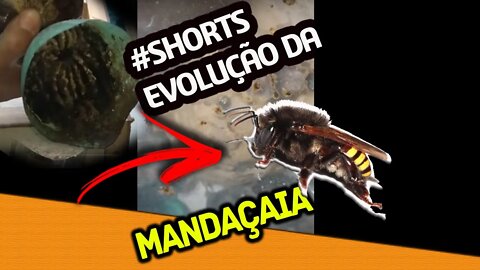 #SHORTS EVOLUÇÃO DA TRANSFERÊNCIA DE MANDAÇAIA