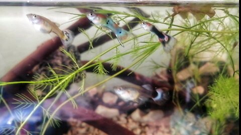 Plant Aquarium fish Collection 🐠guppy 🐟 tetra 🐠Neon tetra 🦐 Subscribe my Channel