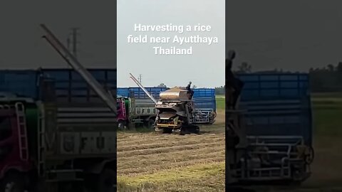 Farmers Harvesting Rice Ayutthaya Thailand