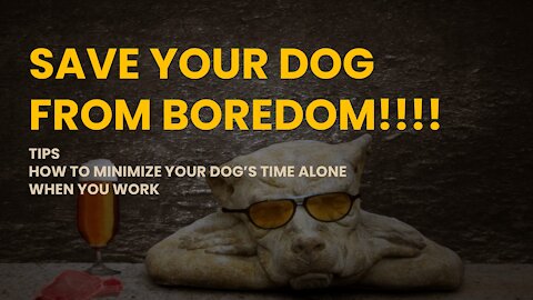 8 Tips - How to Minimize Your Dog's Time Alone