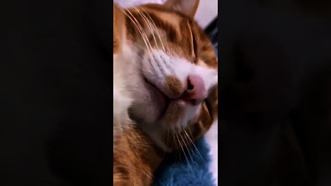 Hes Dreaming😮🙀Try Not To Laugh - Best Cats | Funny Cats Life | Pet Lover's Zone #shorts