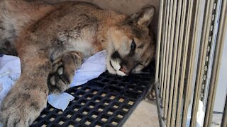 Mountain lion captured in Las Vegas neighborhood, released outside city