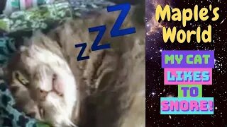 🐈💤Cute Cat Snores Loud and Sleeps With Eyes Open💤🐈