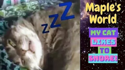 🐈💤Cute Cat Snores Loud and Sleeps With Eyes Open💤🐈
