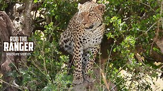 Luluka Female Leopard | Lalashe Maasai Mara Safari