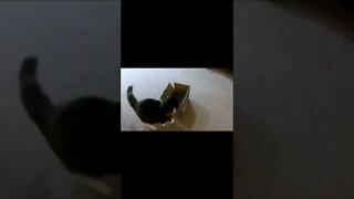 Cat Plays Treat in a Box