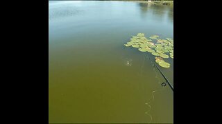 fishing for bass, catching turtles