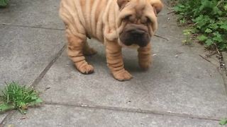 Stubborn Shar Pei puppy ignores owner's call