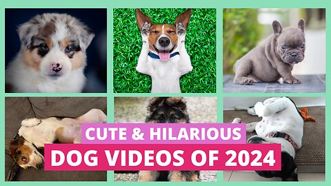 Funny Dog Videos 2024 | Cutest Animal & Pet Compilation | #shorts #funnyanimals #dogs