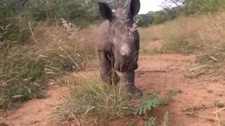 Noshörningsbebis älskar att stå framför kameran!