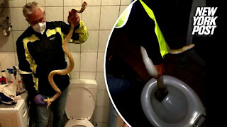 Man bitten by neighbor's escaped pet python while on toilet, cops say